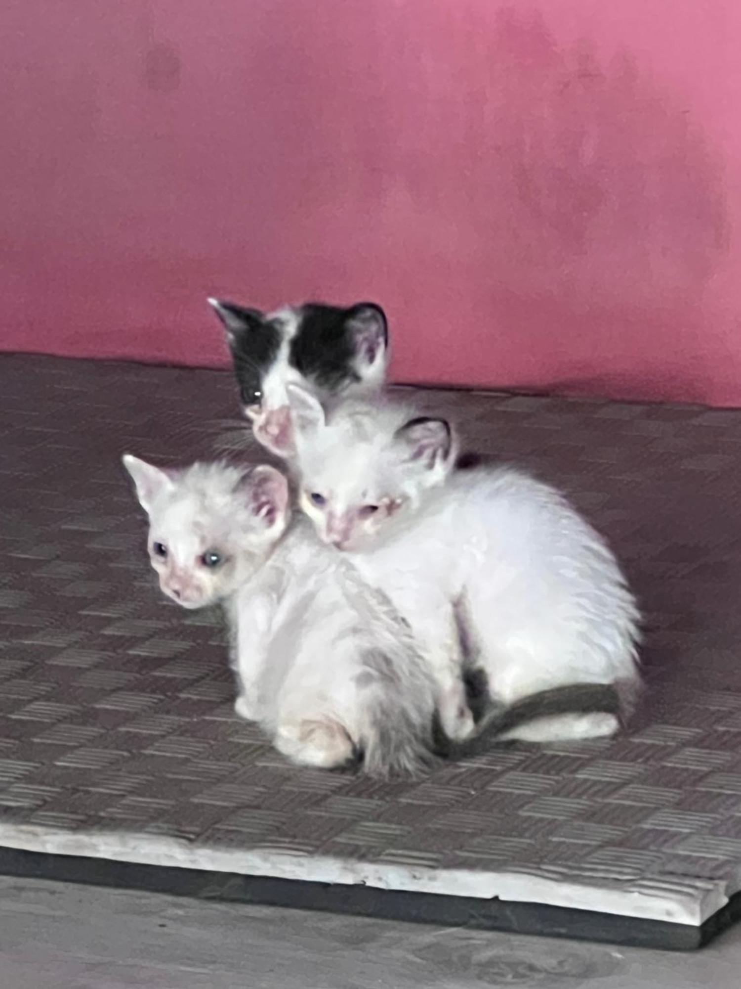 Chez Kevin Daire Saint-Leu Dış mekan fotoğraf